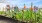 Community garden