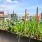 plants growing in small garden