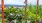 Community Gardens